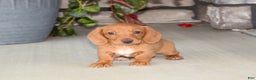 Dachshund dogs for sale: Sasha - Genetic Tested Parents - Ad 2
