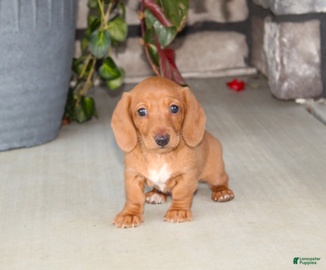 Dachshund dogs for sale: Sasha - Genetic Tested Parents - Ad 2