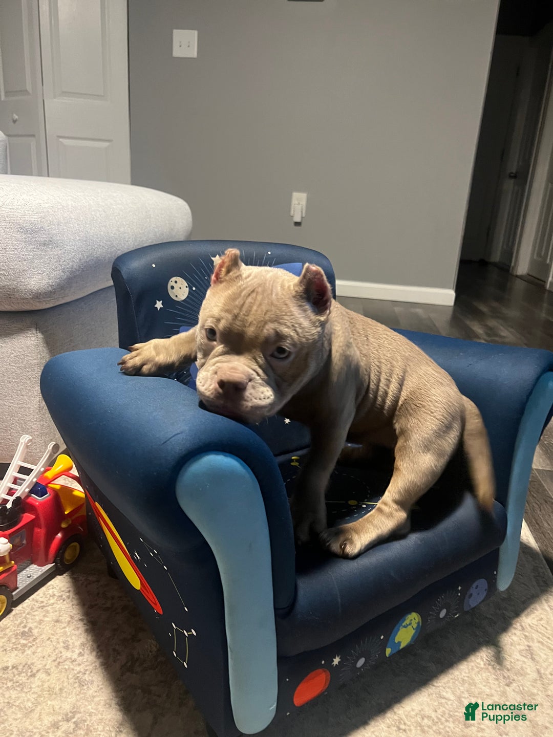 American Bully dogs for sale: American Bully Puppy 1 - Ad 5