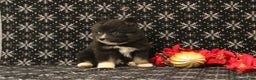 Pomsky dogs for sale: Vincent - Ad 4