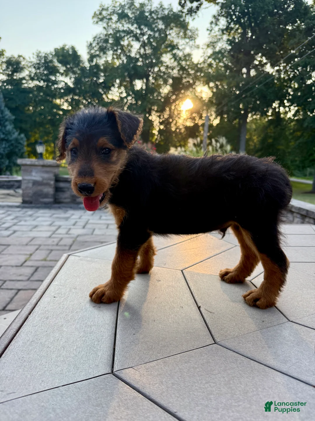 Airedale Terrier dogs for sale: AKC Zander - Ad 1