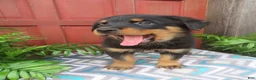 Rottweiler dogs for sale: Max - Ad 5