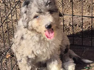 Mini Bernedoodle dogs for sale: Mini Bernedoodle Puppy 1 - Ad 3