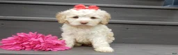 Cockapoo dogs for sale: Trixie - Ad 4