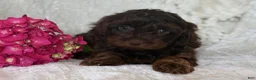 Cavapoo dogs for sale: Sailour - Ad 4