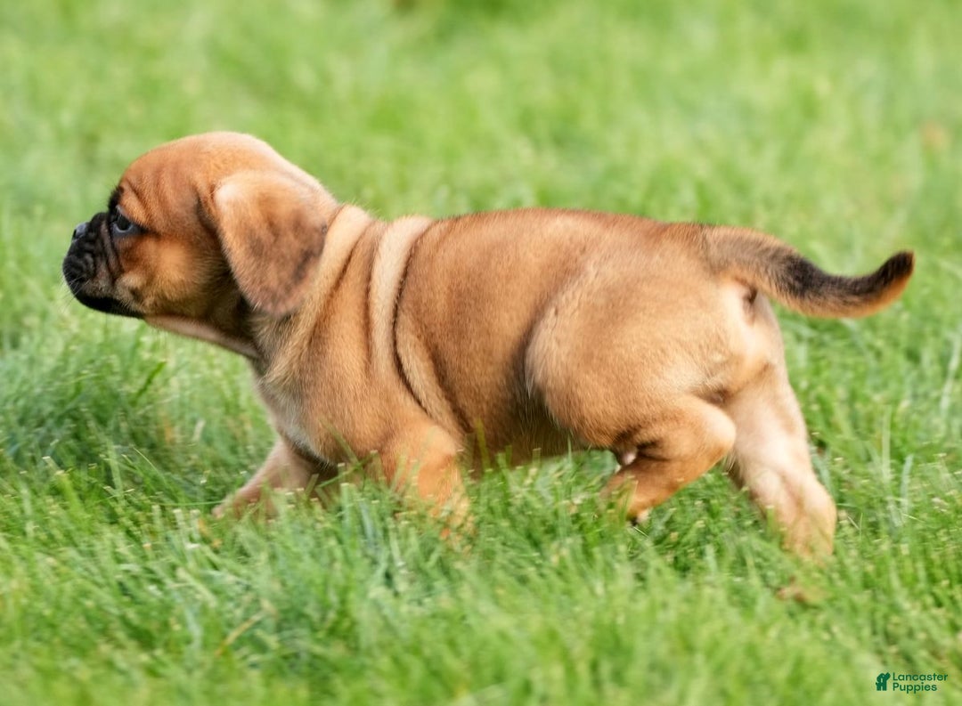 Puggle dogs for sale: Benson - Ad 4