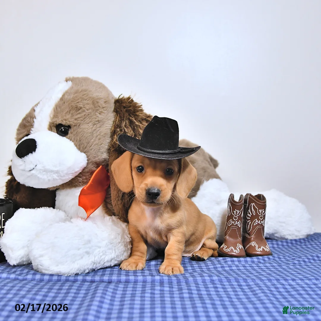 Miniature Dachshund dogs for sale: Oscar - Ad 3