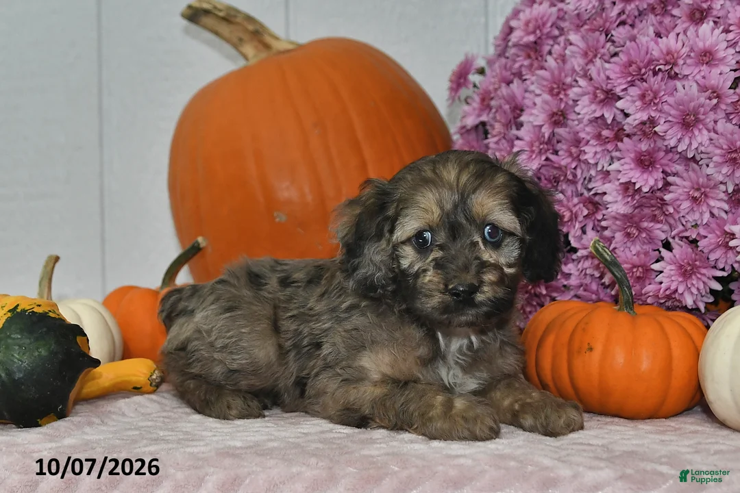 Cockapoo dogs for sale: Rusty - Ad 5