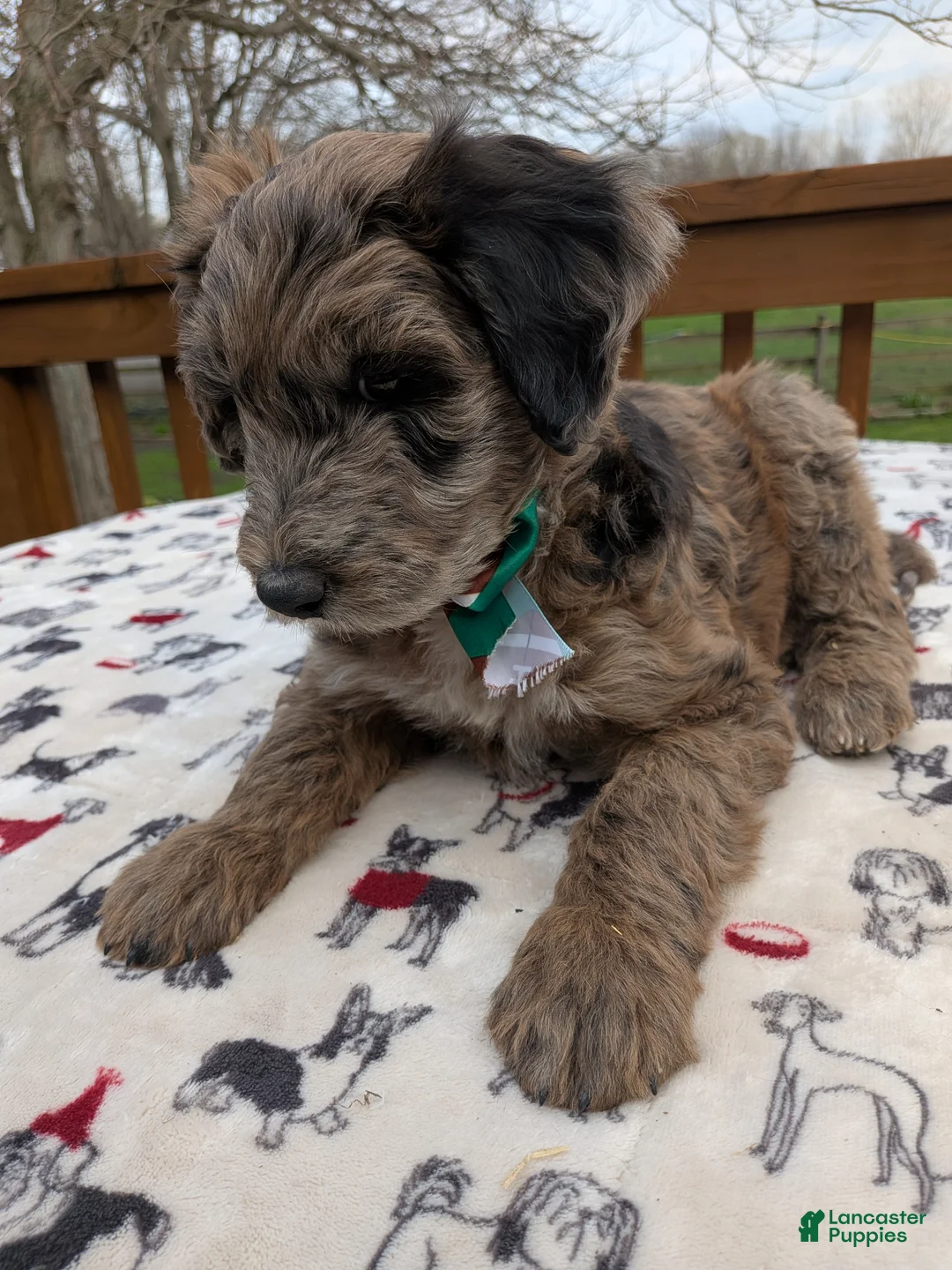 Bordoodle dogs for sale: Bordoodle Puppy 1 - Ad 2