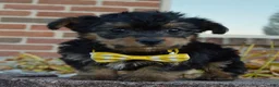 Yorkiepoo dogs for sale: Tiny Sam - Ad 9
