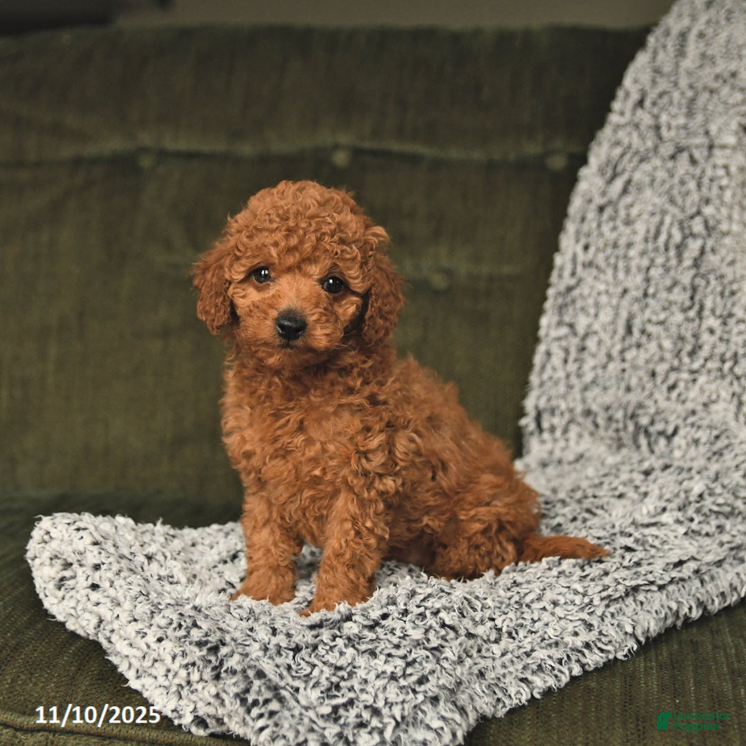 Toy Poodle dogs for sale: Carter - Ad 4