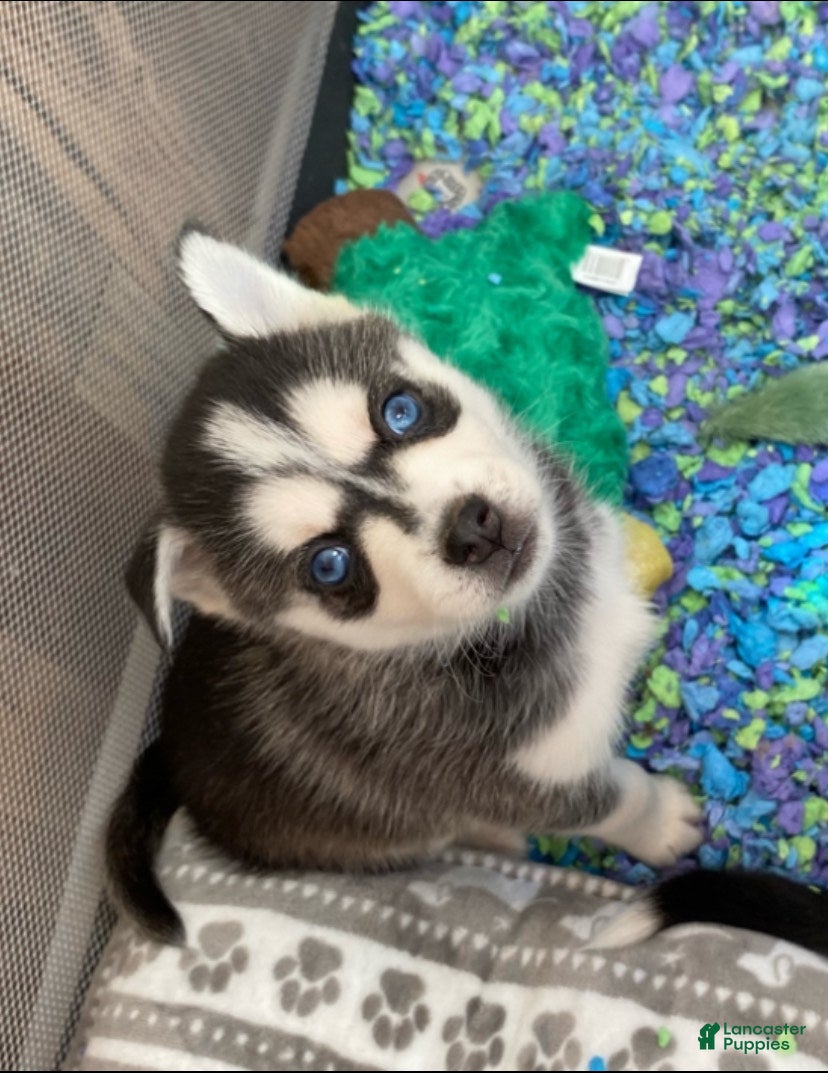 Pomsky dogs Buck Eye  - Ad 10