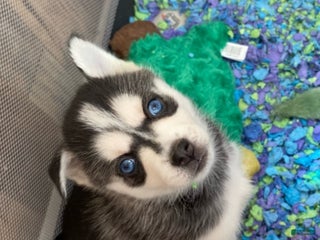 Pomsky dogs Buck Eye - Ad 3