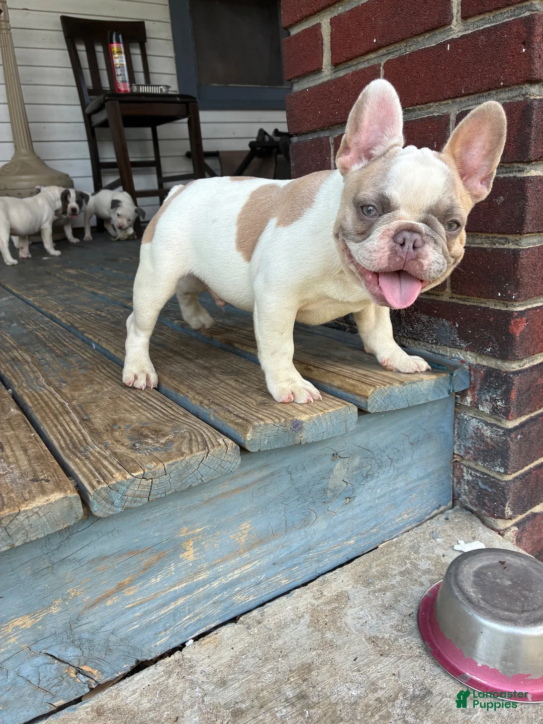 French Bulldog dogs for sale: Peanut  - Ad 1