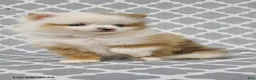 Pomeranian dogs for sale: Katie - Ad 3