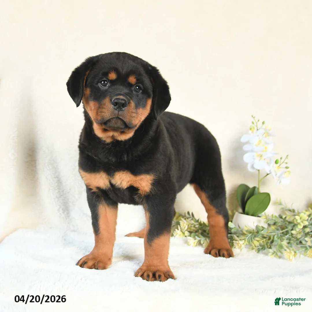 Rottweiler dogs for sale: Angel - Ad 1