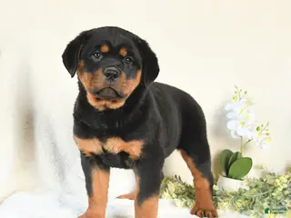 Rottweiler dogs for sale: Angel - Ad 3