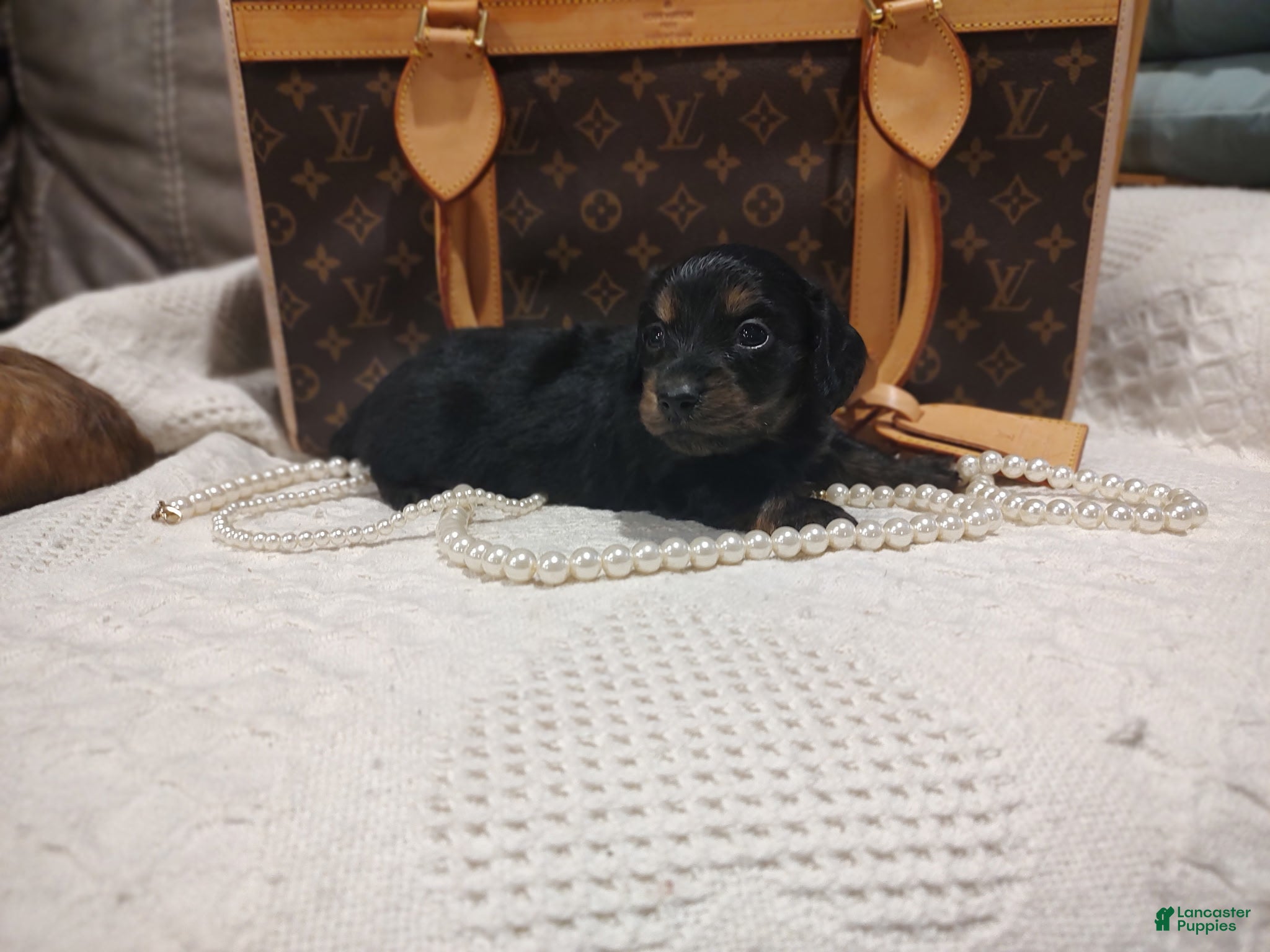 Miniature Dachshund dogs Elsa - Ad 10