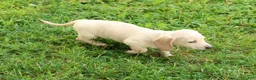 Miniature Dachshund dogs for sale: Jemmie - Ad 9