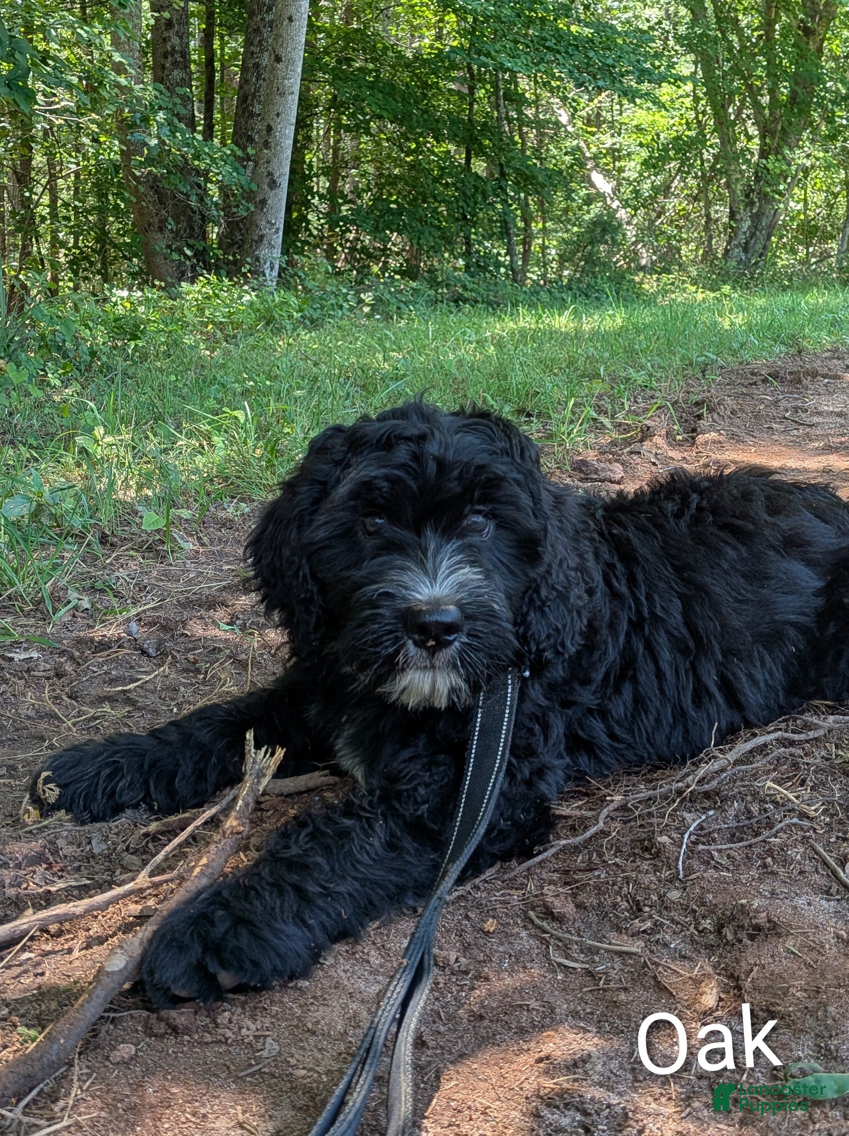 Mixed Breed dogs Oak - Ad 2