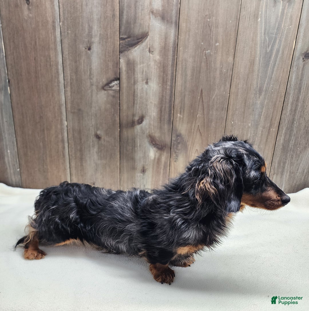 Miniature Dachshund dogs for sale: Miniature Dachshund Puppy 2 - Ad 15