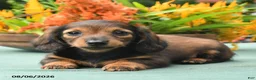 Dachshund dogs for sale: Tina - Ad 3