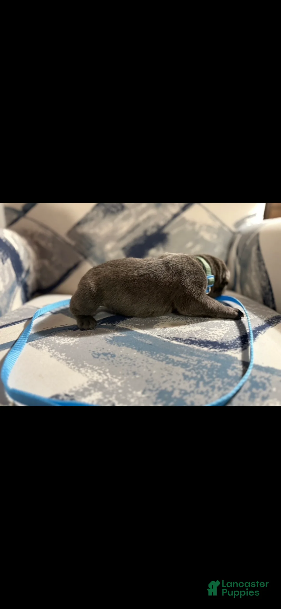 Cane Corso dogs for sale: Cane Corso Puppy 4 - Ad 2