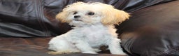 Shihpoo dogs for sale: Super tiny Petey - Ad 4
