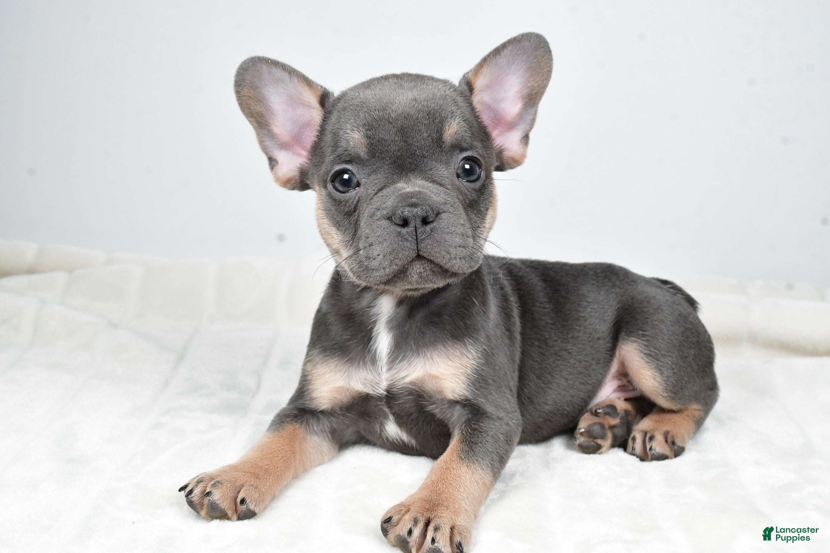 French Bulldog dogs Finley - Ad 2