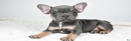 French Bulldog dogs for sale: Finley - Ad 1