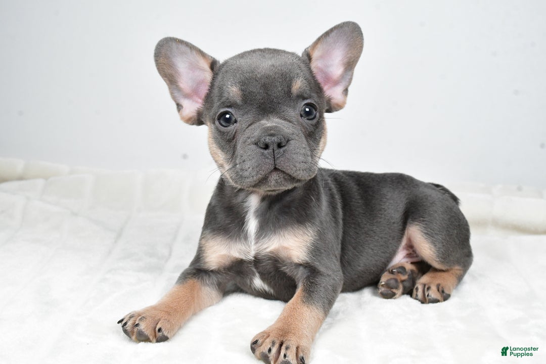 French Bulldog dogs for sale: Finley - Ad 1