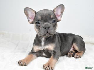 French Bulldog dogs Finley - Ad 10