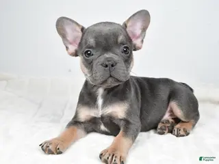 French Bulldog dogs Finley - Ad 38