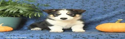 Welsh Corgi Pembroke dogs for sale: Gizmo - Ad 5
