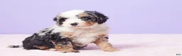 Mini Bernedoodle dogs for sale: Sonny - Ad 4