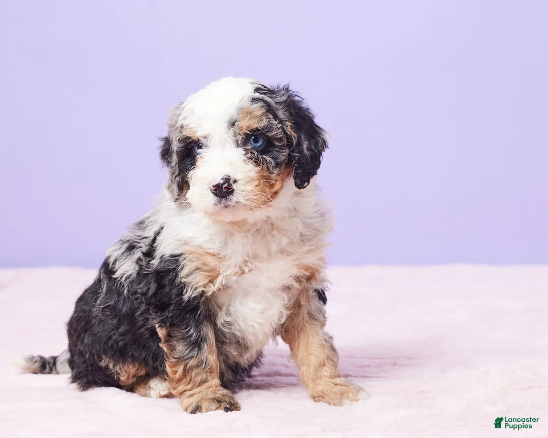 Mini Bernedoodle dogs for sale: Sonny - Ad 4