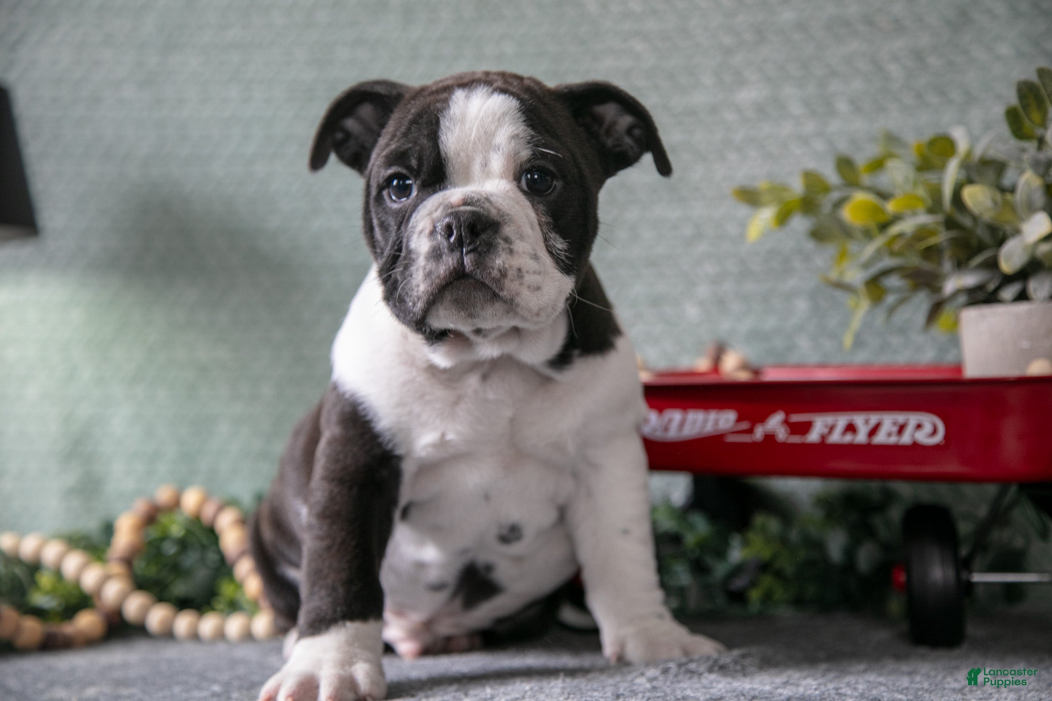 Mixed Breed dogs Troy - Ad 22