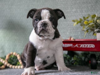 Mixed Breed dogs Troy - Ad 23