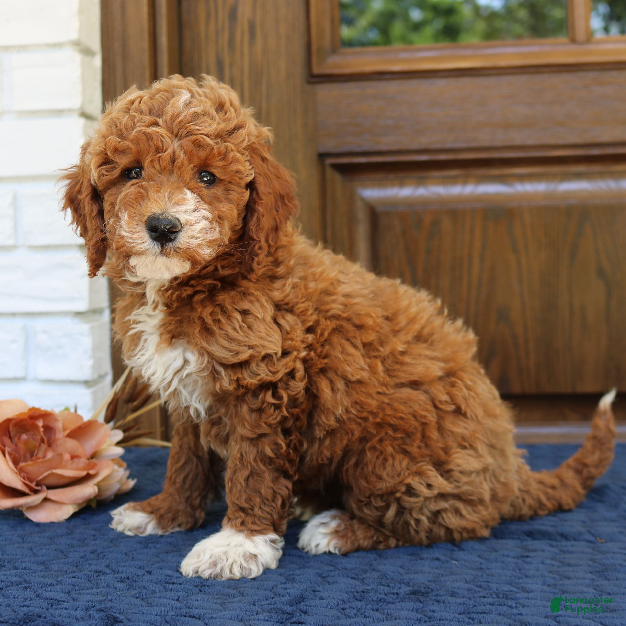 Mini Goldendoodle dogs Sophie - Ad 2