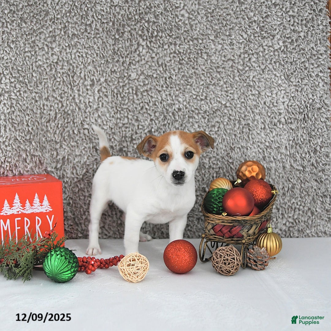 Jack Russell Terrier dogs for sale: Reba - Ad 1