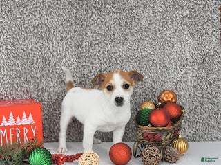 Jack Russell Terrier dogs Reba - Ad 22