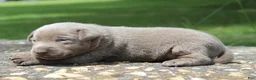 Labrador Retriever dogs for sale: Beau - Ad 7