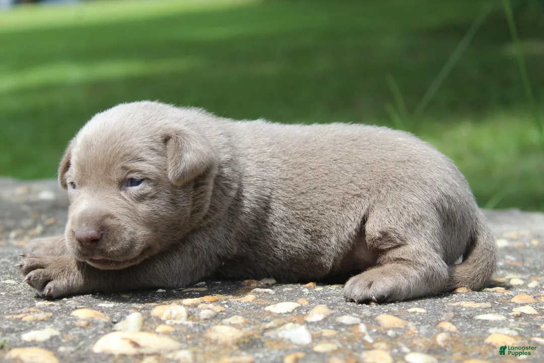 Labrador Retriever dogs for sale: Beau - Ad 7