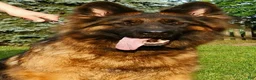 German Shepherd dogs for sale: Krypton Z Doliny Debow  - Ad 4