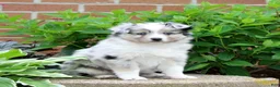Miniature Australian Shepherd dogs for sale: Fern  - Ad 3