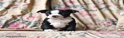 Boston Terrier dogs for sale: Murphy - Ad 7