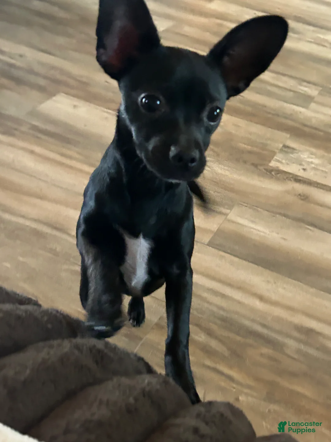 Chihuahua dogs for sale: Remi  - Ad 9