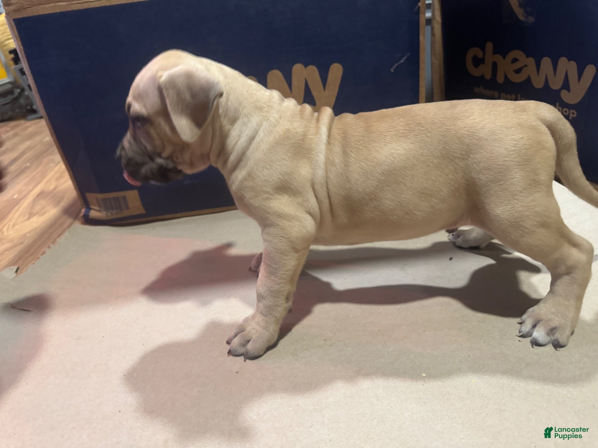 American Bully dogs for sale: American Bully 2 - Ad 2