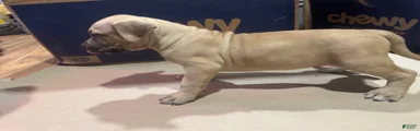 American Bully 2