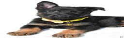 German Shepherd dogs for sale: Luke - Ad 3
